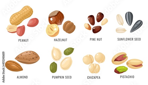 Nuts and seeds. Various nut, bean and seed in shell and peeled, peanut and hazelnut, almond and chickpea, pistachio and sunflower seed. Autumn harvest collection. Cartoon style vector isolated set