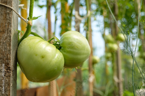Tomatoes that are keeping up in the greenhouse. Two close-ups, space for text, blurry background.