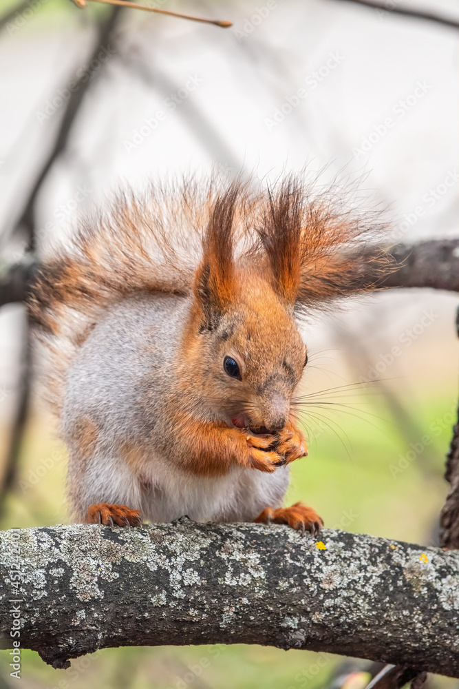 Fototapeta premium The squirrel with nut sits on a branches in the spring or summer.