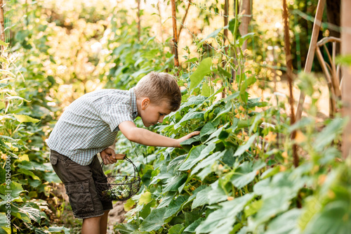 The little boy carefully collects cucumbers in the garden bed