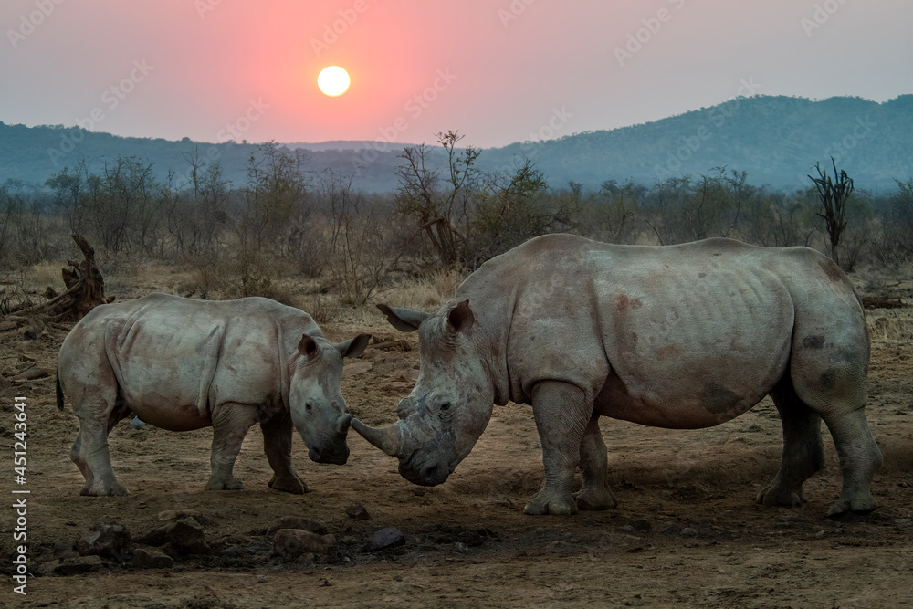 Fototapeta premium White rhino sunset