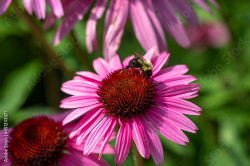 A Bee on a Purple Coneflower under the summer sun. photo