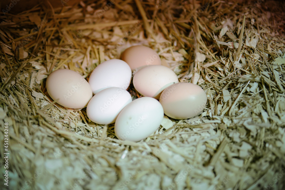 Fresh chicken eggs in a nest on a farm with a straw floor