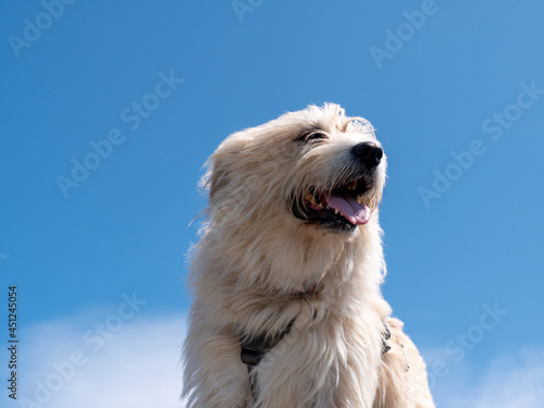 Foto Basque shepherd dog against the blue sky background