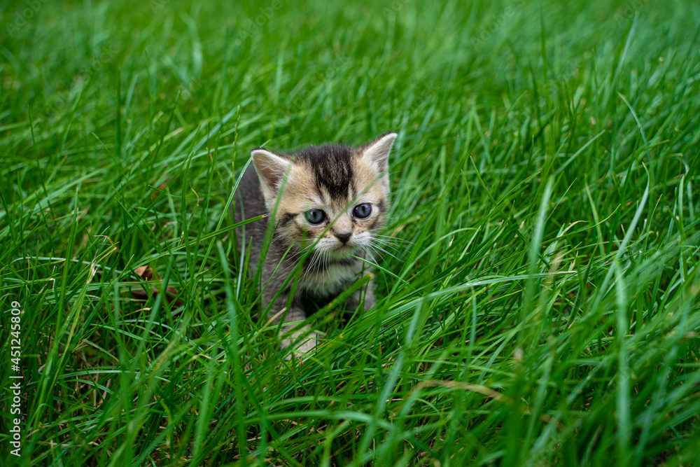 Brown kitten of the Scottish Straight breed on the green grass