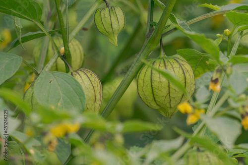 organic tomatillo fresh vegetables in the field photo