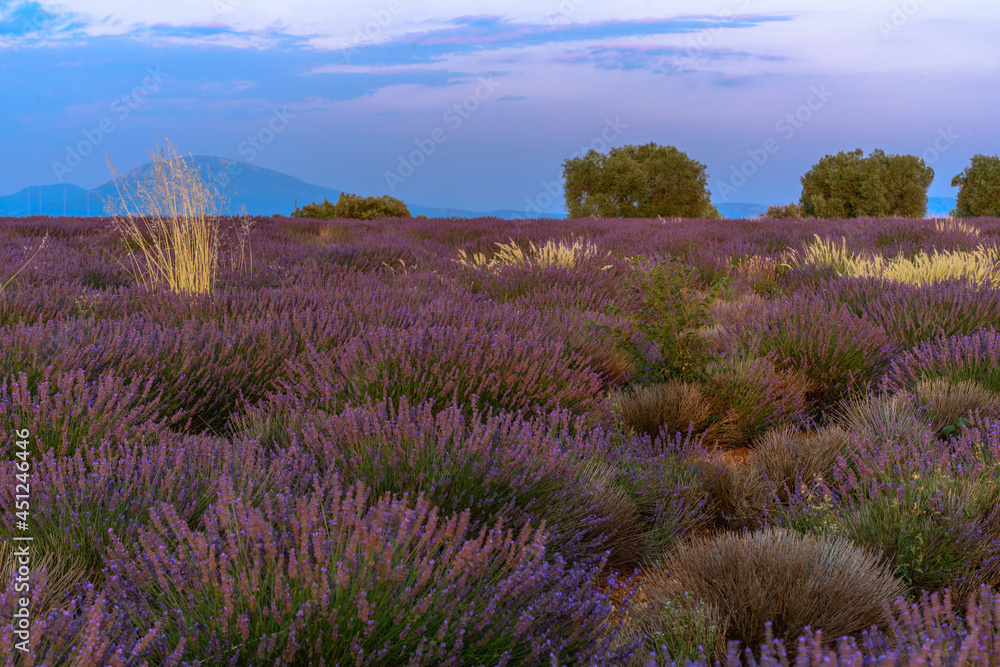 Fototapeta premium Lavender fields in bloom in Provence.