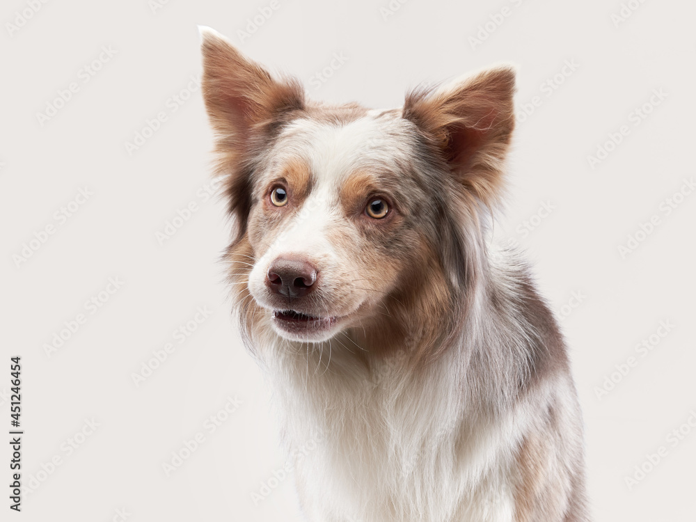 happy dog. Border Collie with funny muzzle. Pet in studio happy dog. Border Collie with funny muzzle. Pet in studio