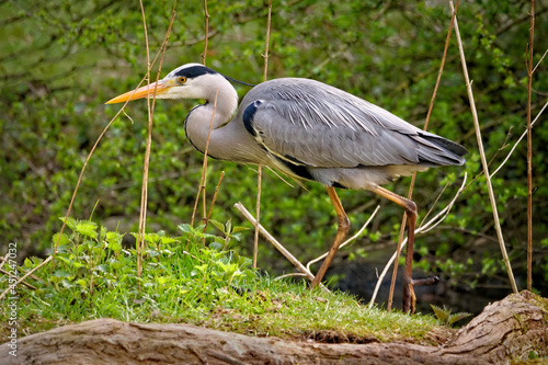 graureiher läuft durch schilf, ardea cinerea photo