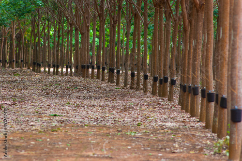 Natural latex harvest