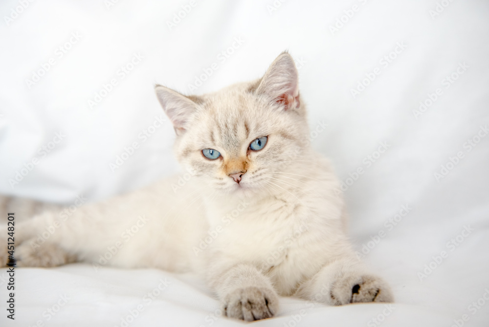 British Shorthair cat lying and looking on white background,isolated