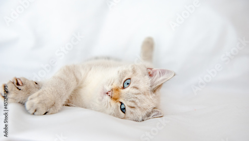 British Shorthair cat lying and looking on white background,isolated