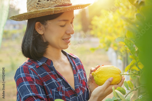 Portrait of happy farmer sme owner asian woman work on picking ripe lemans in cultivating spring season.ripe lemons hanging on tree. growing lemon agriculture organic vegan farm,small business concept photo