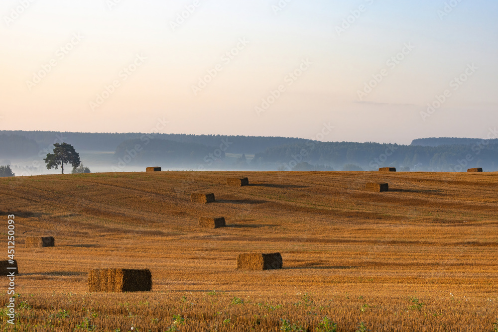 Obraz premium Landscape of a large clean harvested wheat field with bales of straw at dawn. A lone pine tree grows at the edge of the field. A wooded valley is visible beyond the field.