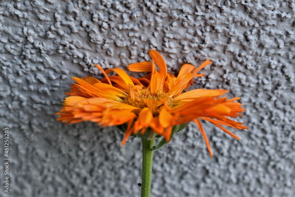 Pomarańczowy kwiat na tle szarej ściany.  - obrazy, fototapety, plakaty 