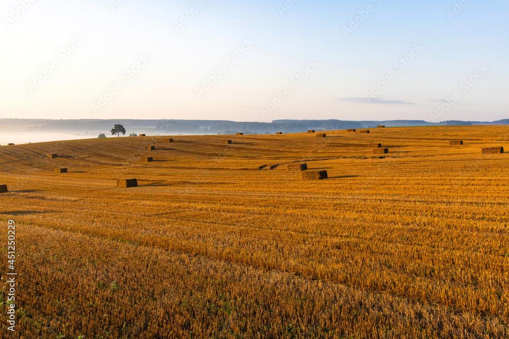 Landscape of a large clean harvested wheat field with bales of straw at dawn. A lone pine tree grows at the edge of the field. Beyond the field is a foggy lowland and a forest to the horizon.