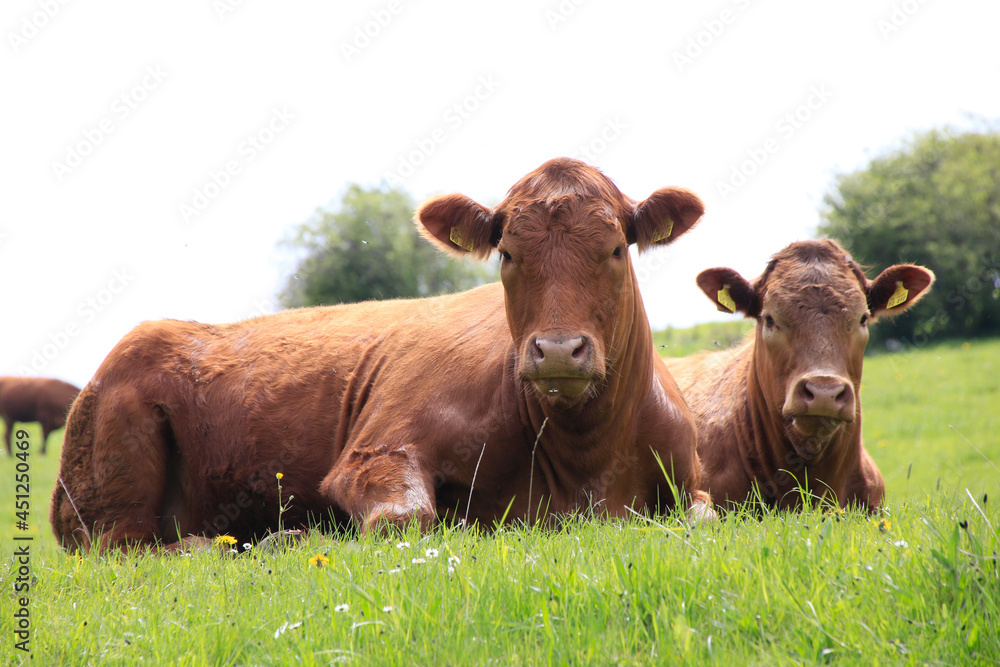 Braune Schweizer Rinder auf einer Weide. Biosphaerenreservat Rhoen, Thueringen, Deutschland, Europa    ---
Brown Swiss cattle in a pasture. Biosphere Reserve Rhoen, Thuringia, Germany, Europe