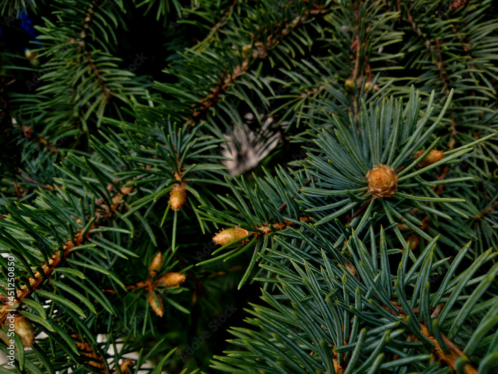 Background of Spruse (Pine) tree branches closeup Background of Spruse (Pine) tree branches closeup