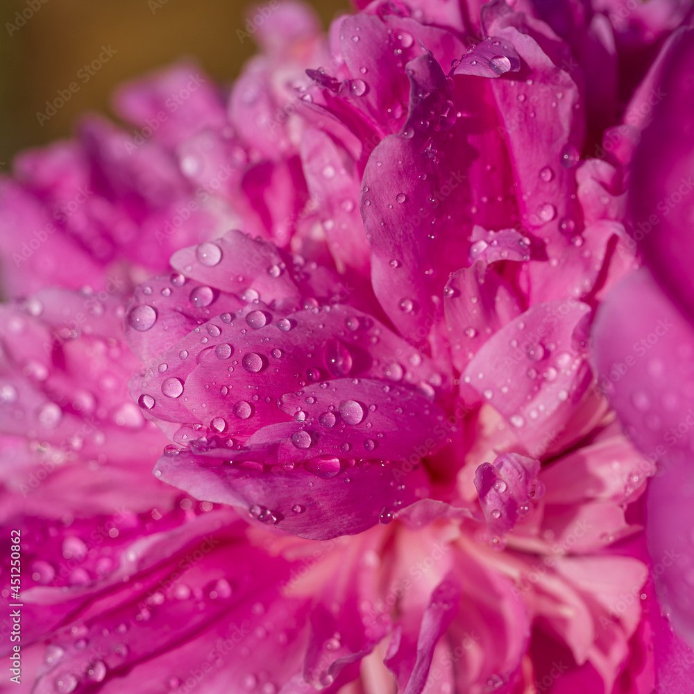 Beautiful pink peony with raindrops in garden, macro