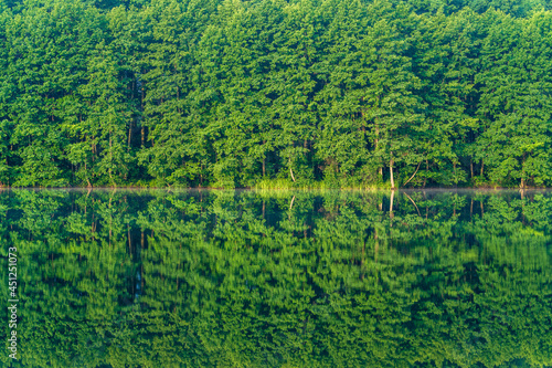 Green forest by the lake in reflection in the calm water