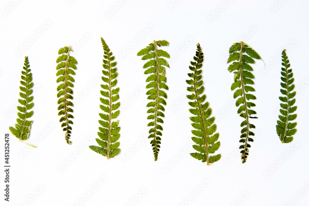 Seven small dried fern leaves in a row, ascending and descending in ...
