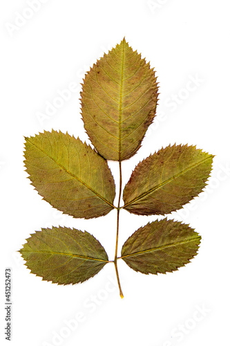 Dried birch leaves isolated on white background