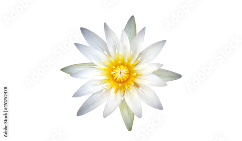 Beautiful single flower of blossom blooming lotus with white petals and yellow stamens isolated on white background, summer flowers, decoration for design or advertising product