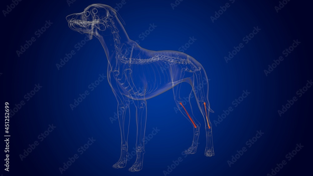 Fibula Bones Dog skeleton Anatomy For Medical Concept 3D Fibula Bones Dog skeleton Anatomy For Medical Concept 3D