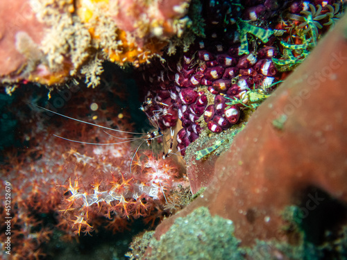 Banded coral shrimp photo