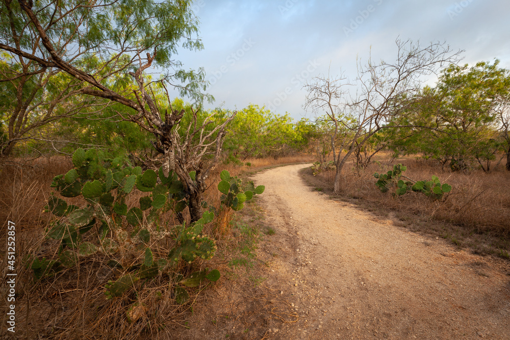 Sandy path winding through nature park in early morning Sandy path winding through nature park in early morning