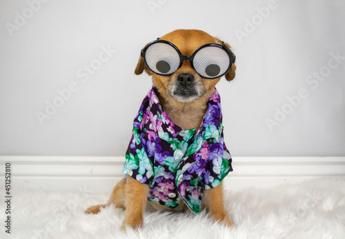 Cute dog wearing funny glasses and purple shirt
