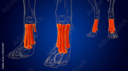 Metatarsal Bones Dog skeleton Anatomy For Medical Concept 3D