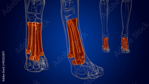 Photos Metatarsal Bones Dog skeleton Anatomy For Medical Concept 3D