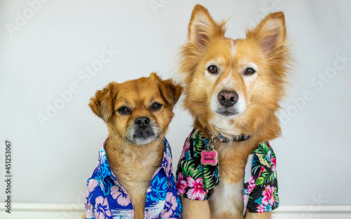 Photography Two cute dogs wearing Hawaiian aloha shirts