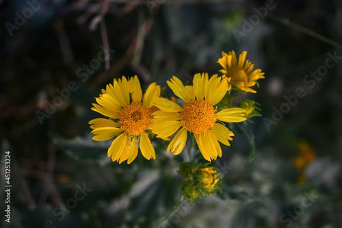 Beautiful Yellow Wild Flower