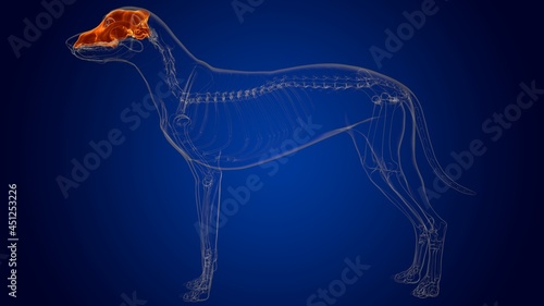 Cranium Bones Dog skeleton Anatomy For Medical Concept 3D