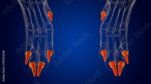 Fotografie Distal Phalanx Bones Dog skeleton Anatomy For Medical Concept 3D