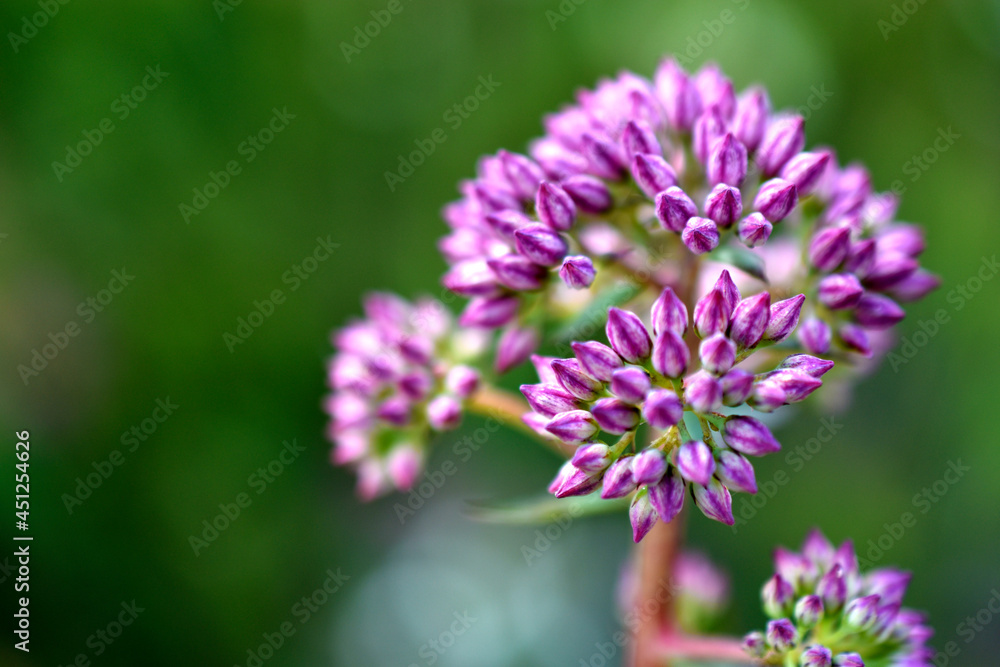 Lilac flowers of an onion decorative close-up Lilac flowers of an onion decorative close-up
