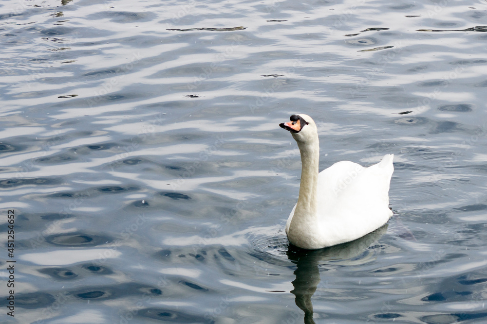Fototapeta premium mute swan on the water, snowing