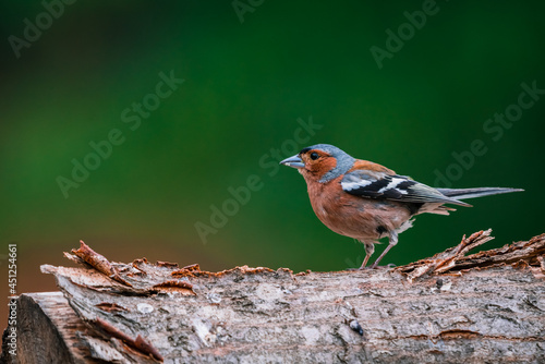 Beautiful horizontal close-up portrait of house sparrow (Passer domesticus) with blurred green background.
