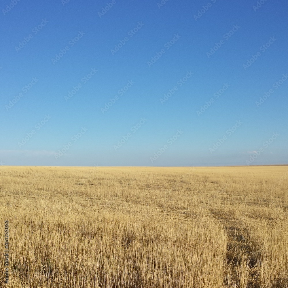 field of wheat field of wheat