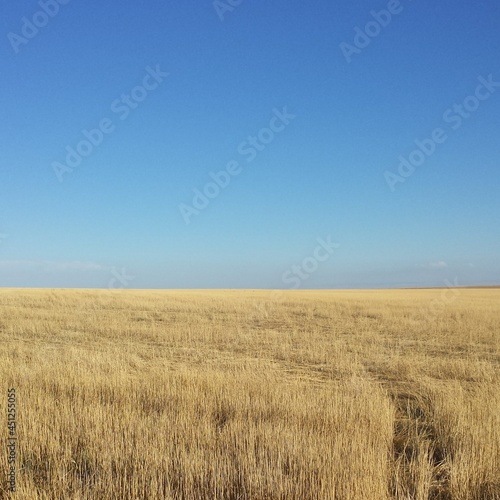 field of wheat