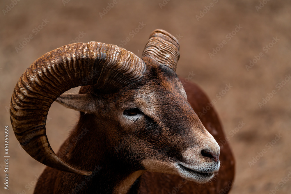 Beautiful horizontal close-up detail portrait of brown horned sheep with blurred background.