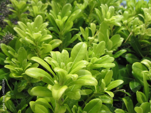 close up of green leaves in the summer garden. 