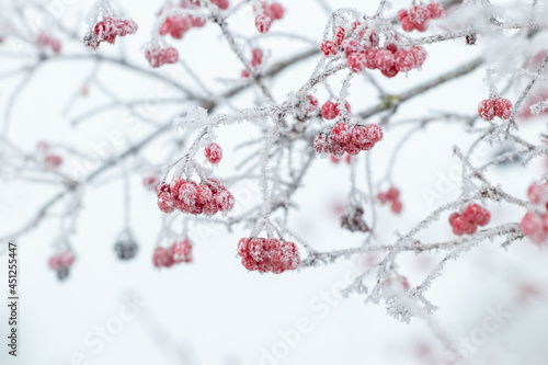 Viburnum bush with frost-covered red berries and branches