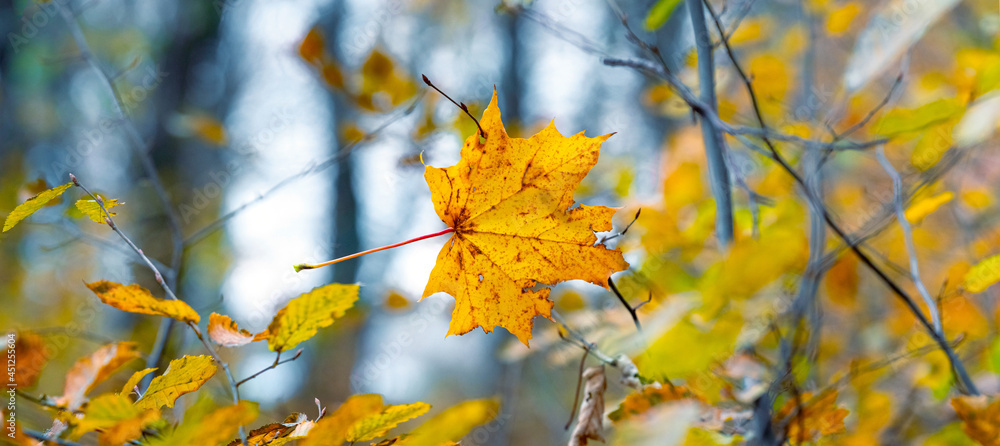 Obraz premium Autumn forest with yellow maple leaf in thickets of trees and bushes on a blurred background