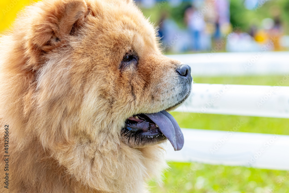 Chow chow dog, close-up portrait of a dog in profile in sunny weather
