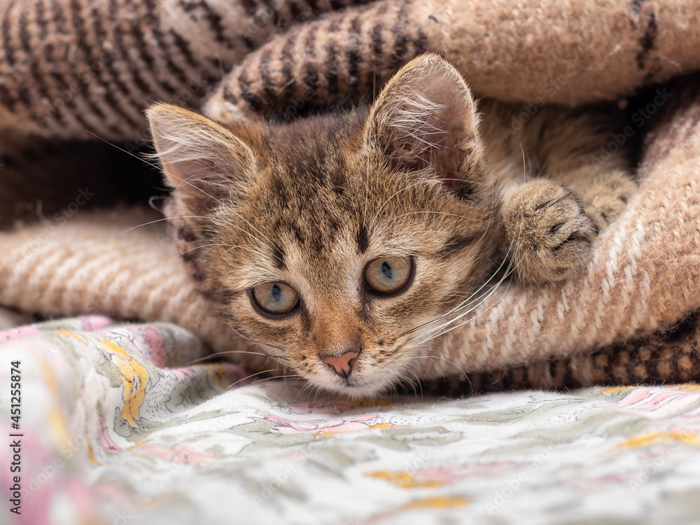 A small striped kitten looks out from under the blanket