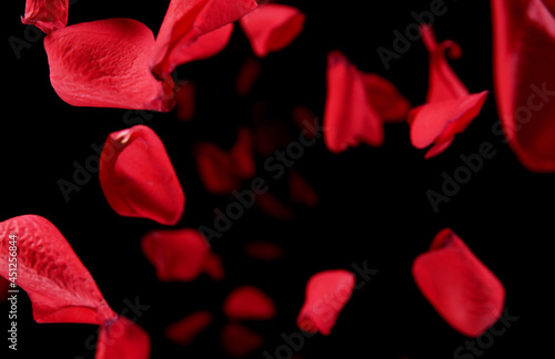 Fototapeta Naklejka Na Ścianę i Meble -  Flying rose petals isolated on black background.