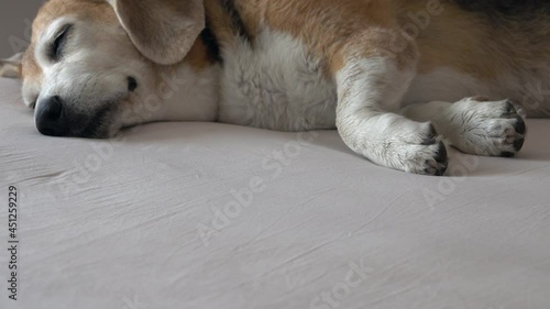 Adorable old beagle dog sleeping on the bed, shaking his head and paws closing his eyelids, dreaming